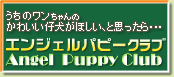犬専用お見合いクラブ詳細へ